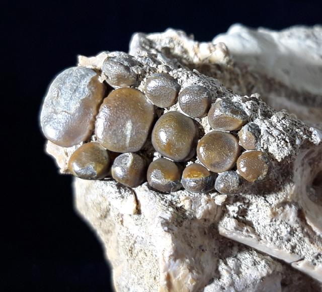 Phacodus punctatus (DIXON 1850) - Bild © FossNet FossilienStore